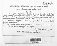 Melampsora epitea image
